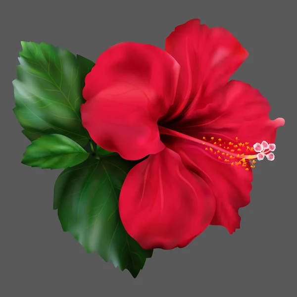 赤いハイビスカス カルカデ熱帯のエキゾチックな花植物ベクトル — ストックベクタ