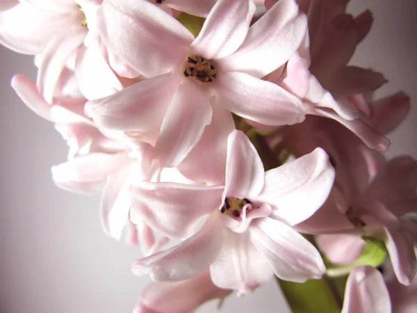 Rosa jacinto flor natureza planta macro foto — Fotografia de Stock