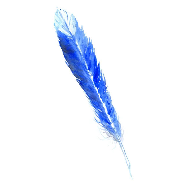 Akvarell, kék, cián madár rusztikus toll elszigetelt — Stock Fotó