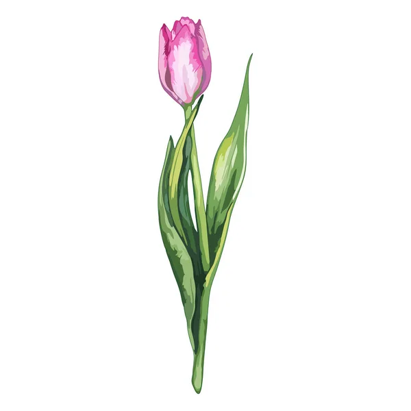 Акварель рожевий тюльпан весняна квітка природа ізольований вектор — стоковий вектор