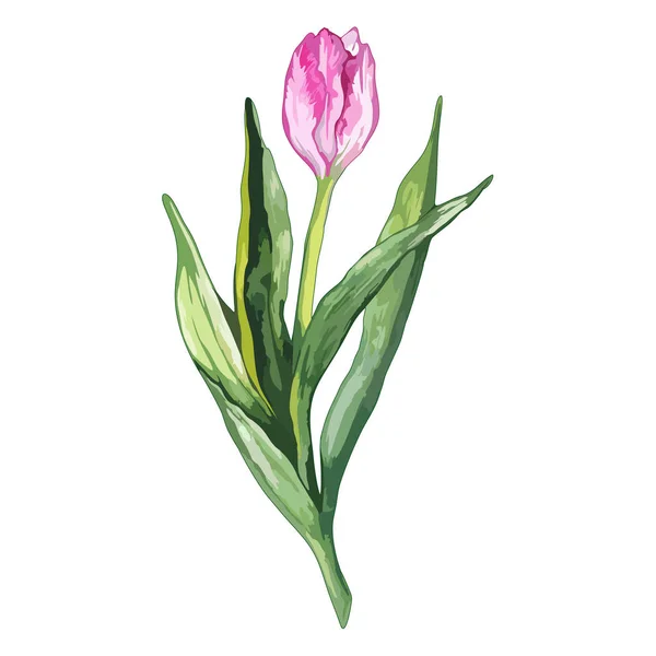 水彩のピンクのチューリップ春花自然分離ベクトル — ストックベクタ