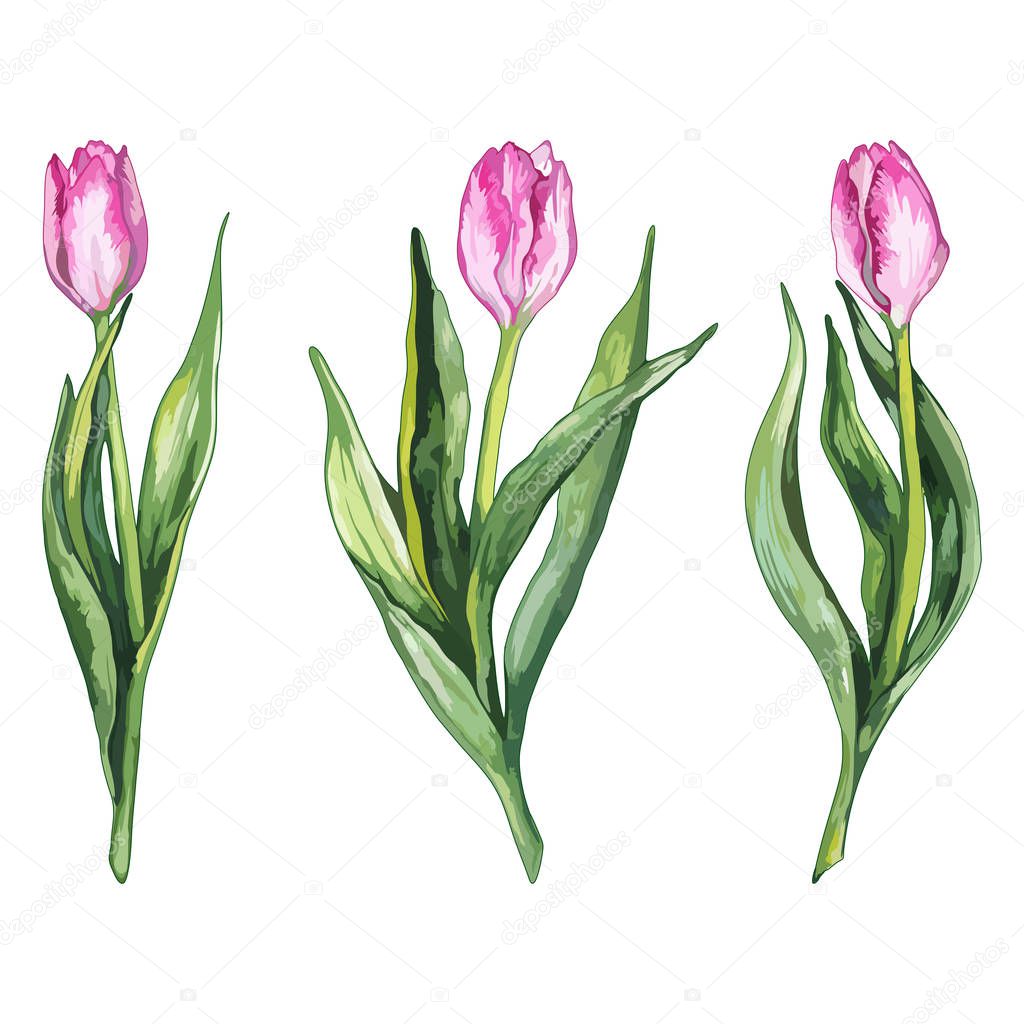 Watercolor pink tulip flower nature set isolated vector