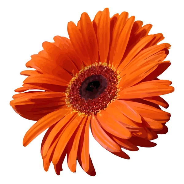 Orange gerbera blossom flower plant realistic isolated vector — Stock Vector