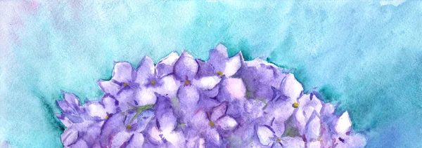 Akvarell blomma blommor hortensia lila natur sammansättning illustration — Stockfoto