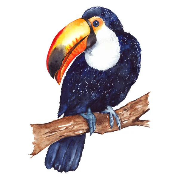 Aquarelle exotique oiseau tropical toucan assis sur branche isolé — Photo