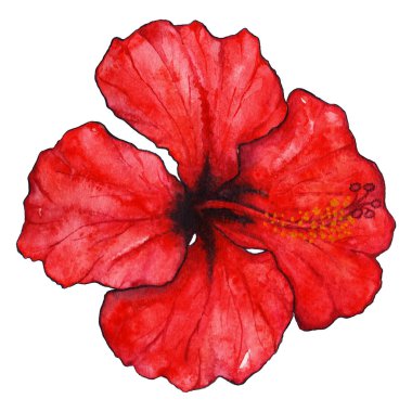 Suluboya kırmızı hibiscus pembe tropikal egzotik çiçek bitki izole