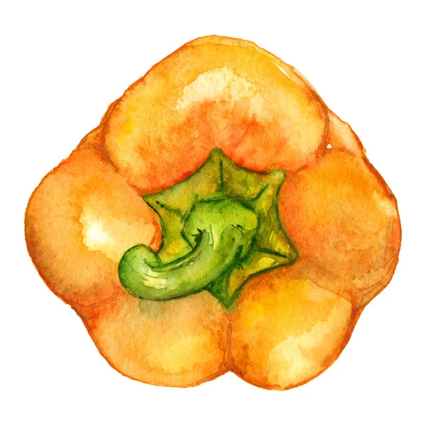 Акварель оранжевый желтый сладкий колокол болгарский перец овощ изолирован — стоковое фото