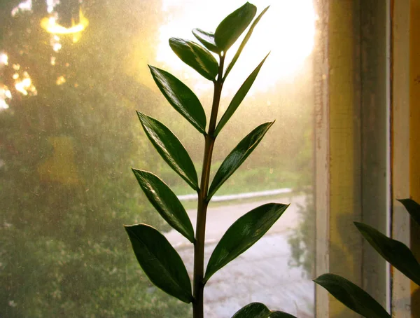Ζαμιοκούλκας zamiofolia εργοστάσιο λουλούδι φύλλα στον ήλιο ξηρό Υδροσταγονίδια γυαλί παράθυρο λάμψη φόντο φωτογραφία — Φωτογραφία Αρχείου