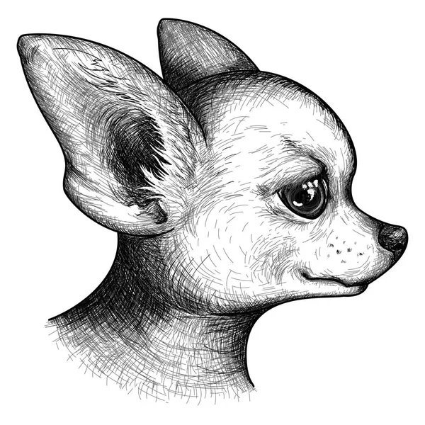 Zwart-wit portret hoofd chihuahua dog pup huisdier dierlijke schets vector — Stockvector