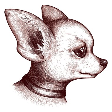 Tek renkli portre baş chihuahua köpek köpek evde beslenen hayvan hayvan sketch vektör