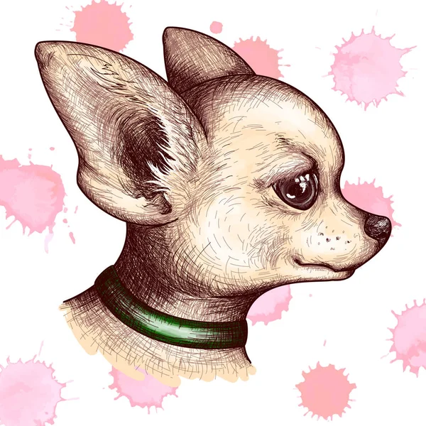 Acuarelă portret cap chihuahua câine catelus animal de companie schiță vector — Vector de stoc