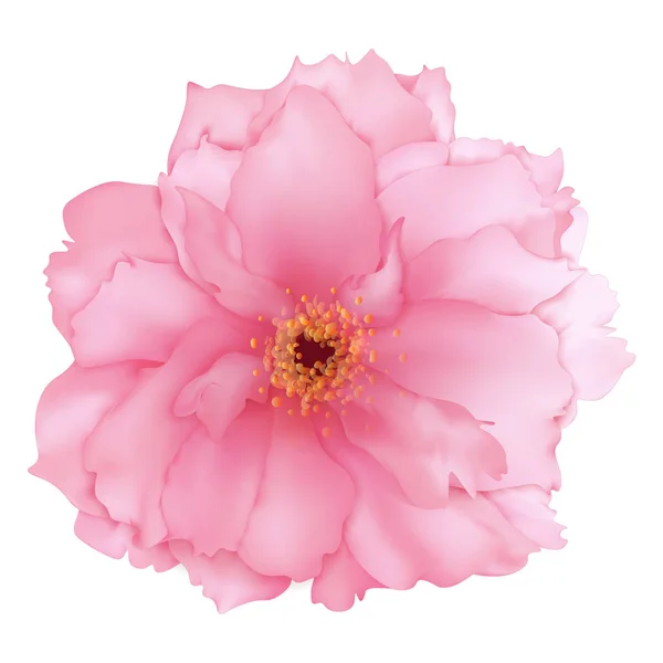 Vektor 3D realistische rosa Kirsche Sakura Blume digitale Kunst isoliert — Stockvektor