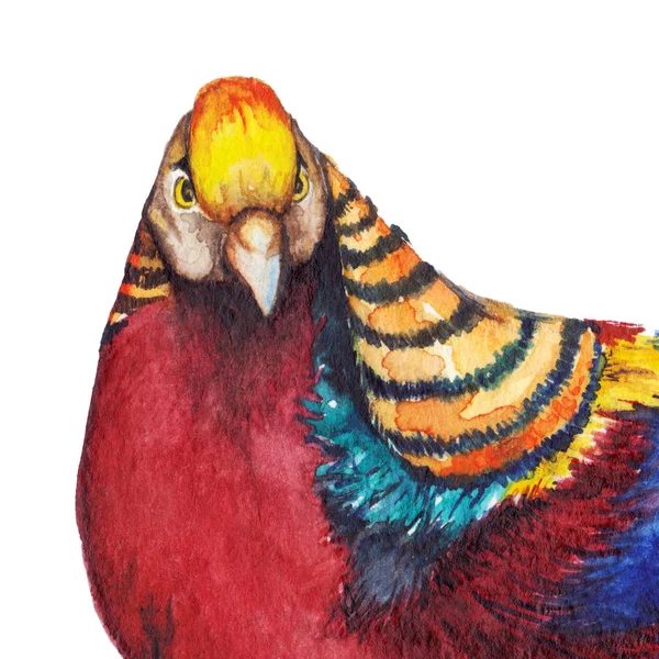 Akvarell állat madár fácán kézzel rajzolt art elszigetelt — Stock Fotó
