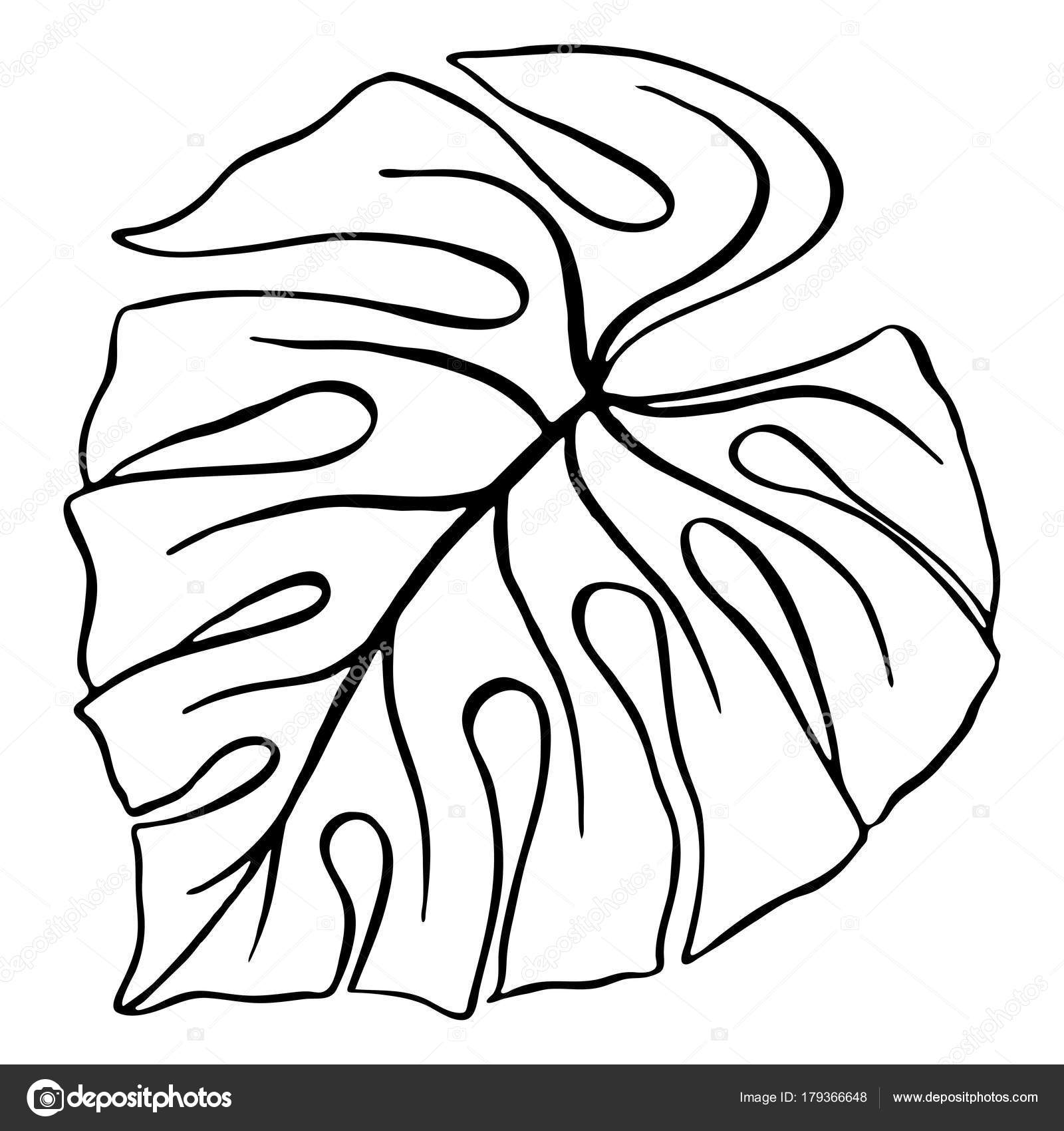 Malvorlage Tropisches Blatt Coloring And Malvorlagan