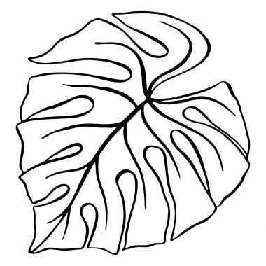 Monstera tropikal bitki mürekkep satırı sanat el çizilmiş kroki izole vektör yaprak