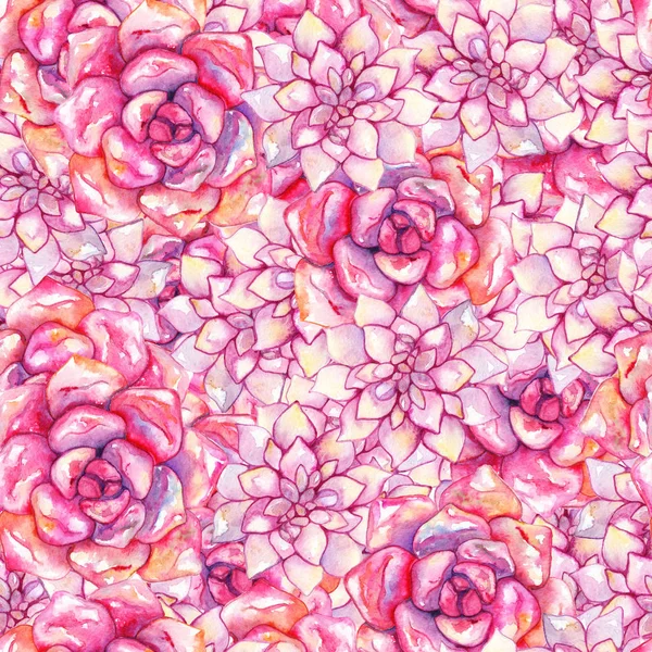 Akvarell rózsaszín echeveria zamatos Rózsa virág növény kézzel rajzolt zökkenőmentes minta — Stock Fotó