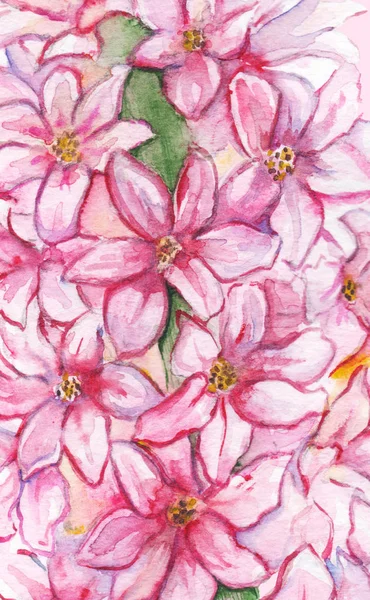Aquarela rosa jacinto flor natureza planta padrão textura fundo — Fotografia de Stock