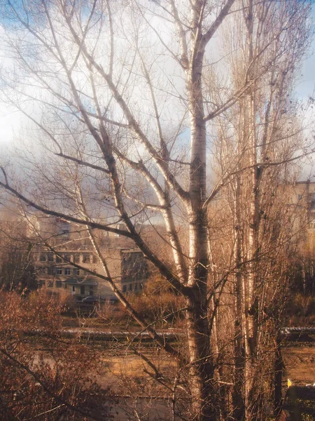 Foto outono queda céu árvore natureza paisagem fundo — Fotografia de Stock