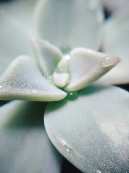 多肉エケベリア graptopetalum サボテン花石バラ植物のマクロ写真 — ストック写真