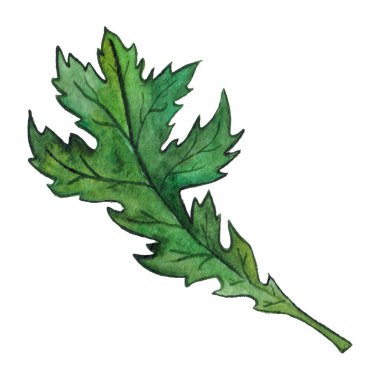 Suluboya yeşil kasımpatı yaprağı izole edilmiş klip sanatı