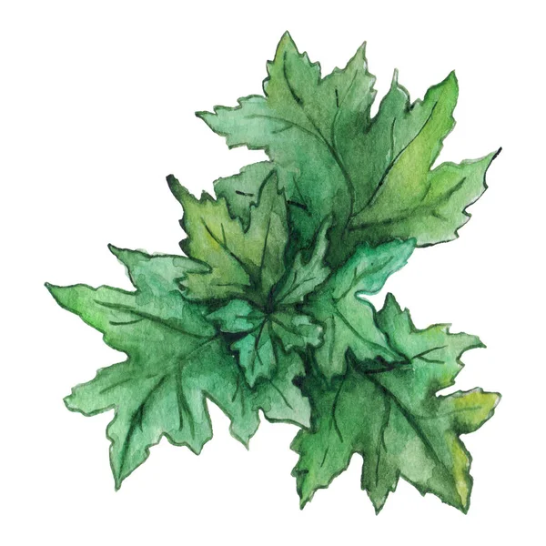 水彩緑菊の葉孤立クリップアート — ストック写真