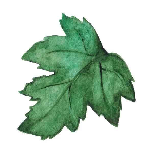 Aquarelle Vert Chrysanthème Feuille Isolé Clip Art — Photo