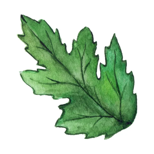 Akvarel Zelená Chryzantéma List Izolované Klip Art — Stock fotografie