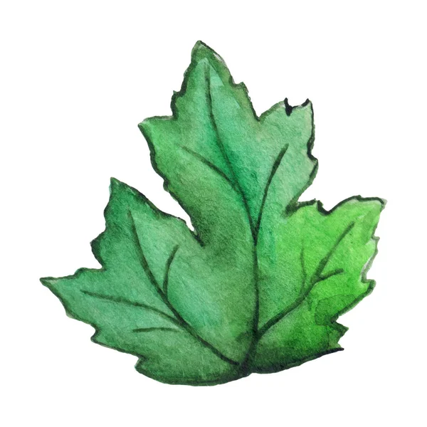 Suluboya Yeşil Kasımpatı Yaprağı Izole Edilmiş Klip Sanatı — Stok fotoğraf