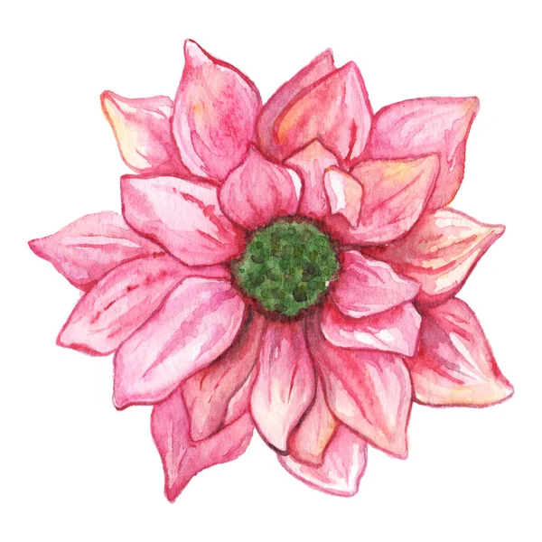 Aquarelle Rose Chrysanthème Fleur Isolé Clip Art — Photo