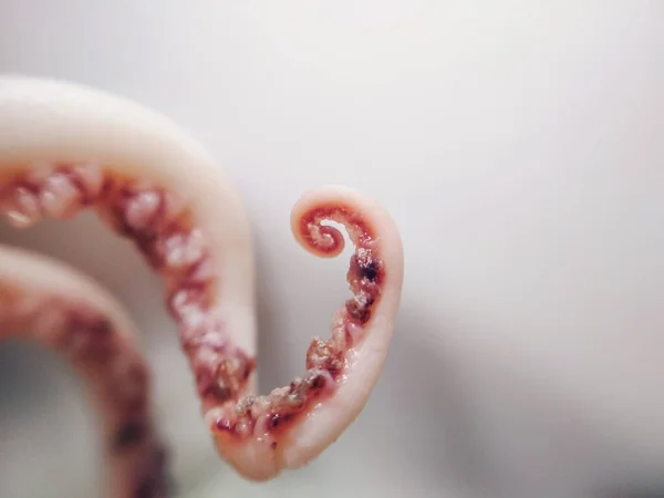 Delicatezza Polpo Tentacolo Feder Frutti Mare Cibo Animale Macro Foto — Foto Stock