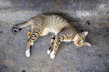 Beton zeminüzerinde oturan gri kedi merak bakıyor