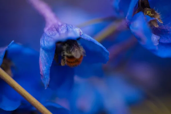 Abejorro en flor — Foto de Stock