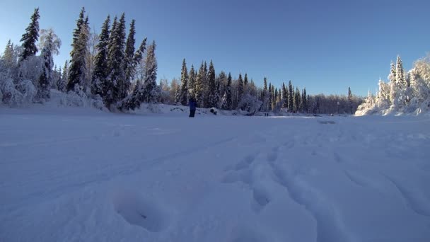 Fairbanks Alaska Февраля 2018 Года Мушер Мэтт Холл Реке Чена — стоковое видео