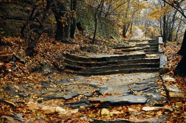 Sonbahar manzara - sisli sonbahar Park .