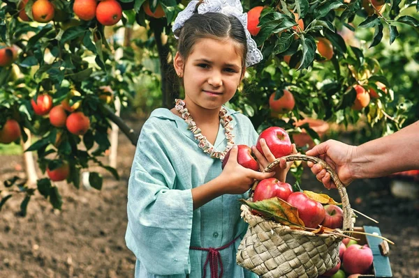 Çocuklar sonbaharda elma toplamak. Bir sepet elma tutan kız