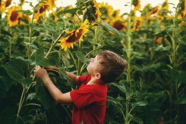 Ayçiçeği çocukta
