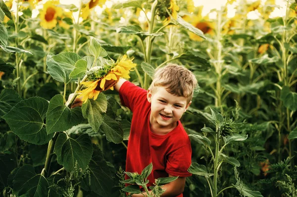 Muchacho Los Girasoles — Foto de Stock