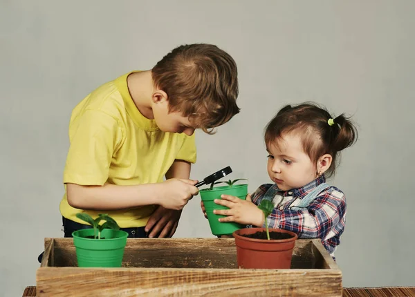 Прекрасні Діти Пересаджують Рослини Брат Сестра Займаються Садівництвом — стокове фото