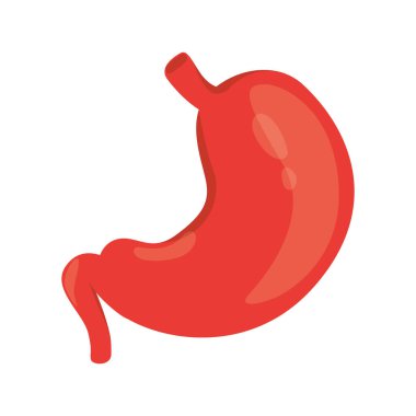İnsan mide ikonunun modern vektör çizimi. Gastrointestinal bölgenin bir parçası. Beyaz arkaplanda izole