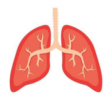 Ciğerler simgesinin vektör illüstrasyonu. İnsan anatomisi konsepti. Sağlık ve sağlık. Sağlıklı bir hastanın akciğerleri.