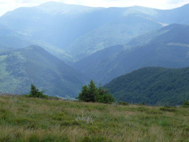 Transcarpathian bölgesinde güzel bir dağ tepesi.
