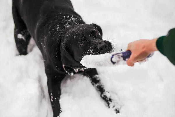 Portrait of cute funny black labrador dog — Stock Photo, Image