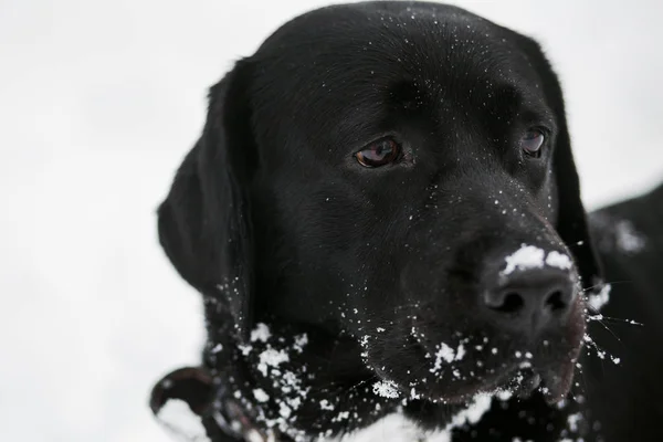 Retrato de bonito engraçado preto labrador cão — Fotografia de Stock