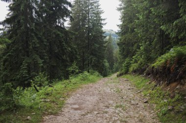 Eski yeşil ahşap dağ bölgesinde toprak yolda