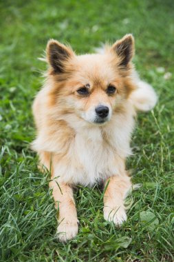 küçük sarı köpek sevimli yüzü 