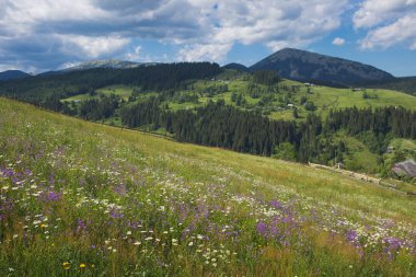 Güzel manzaralı yaz manzara