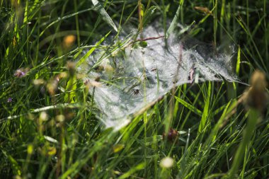 Örümcek web üzerinde oturur