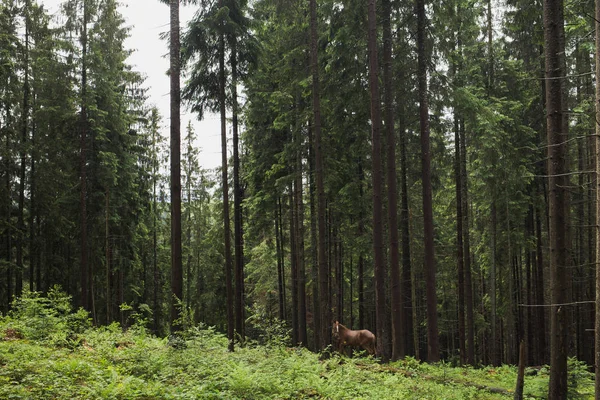 Piękny brązowy koń samotny — Zdjęcie stockowe