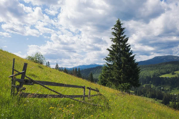 Schöne sommerliche Landschaft — Stockfoto