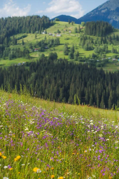 Schöner Frühling oder Sommer bunte florale Hintergrund — Stockfoto